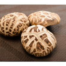 5.5cm up Dried Shiitake Mushroom, Dehydrated White Flower Mushroom